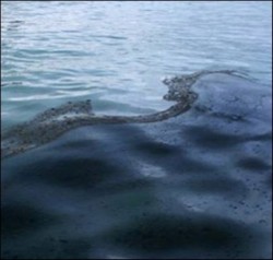 Черное море покрывается пленкой